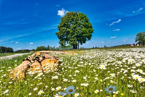 A flower meadow in spring