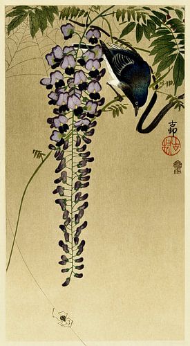 Flycatcher at wisteria (1900 - 1910) by Ohara Koson by Studio POPPY