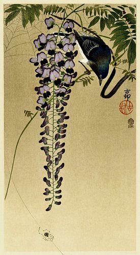 Flycatcher at wisteria (1900 - 1910) by Ohara Koson