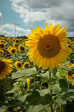 Zonnebloemen veld