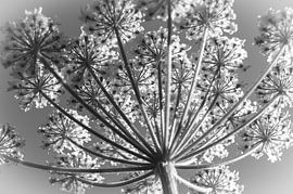 A bear claw by Hilda van den Burgt