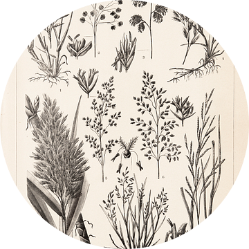 Vintage botanische prent Grassen II van Studio Wunderkammer