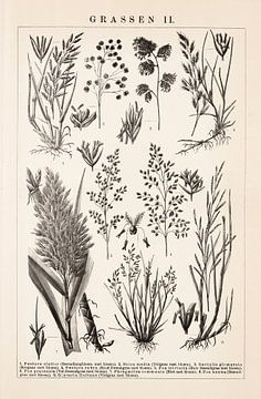Botanischer Vintage-Druck Gräser II von Studio Wunderkammer