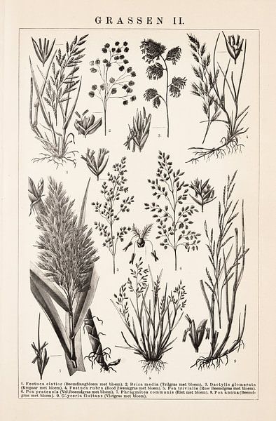 Imprimé botanique vintage Graminées II par Studio Wunderkammer