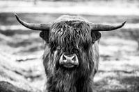 Schotse Hooglander, Scottish Highlander