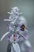 Hummel