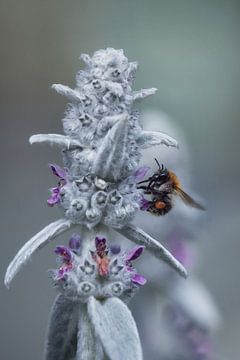 Bumblebee van Mike Ahrens
