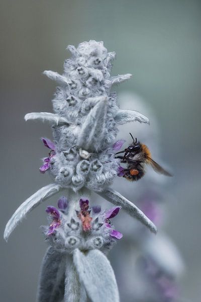 Bumblebee by Mike Ahrens