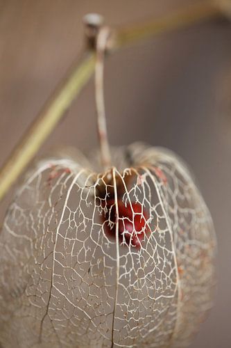 physalis