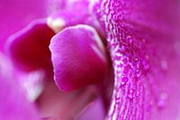 Rosée