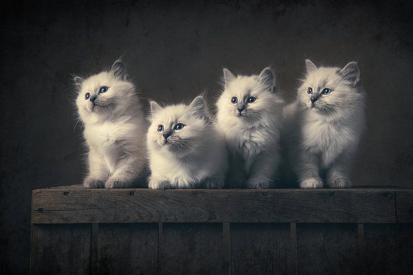 Vier ragdoll-Kätzchen auf einer Holzkiste von Elles Rijsdijk