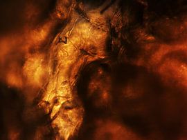 Bell pepper chips under microscope by Wijco van Zoelen