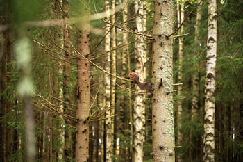 Écureuil dans une forêt suédoise