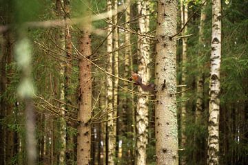 Écureuil dans une forêt suédoise sur Floris Verweij