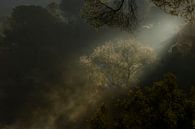 The first sunbeams, tree and mist by Jaap La Brijn thumbnail