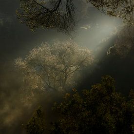 The first sunbeams, tree and mist by Jaap La Brijn