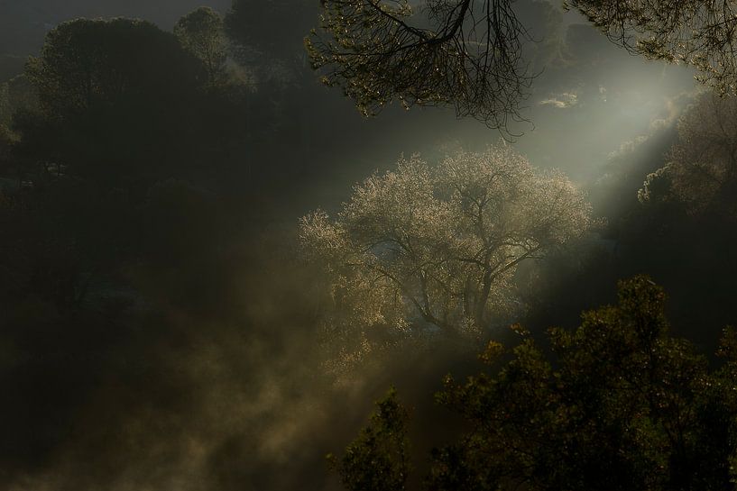 The first sunbeams, tree and mist by Jaap La Brijn