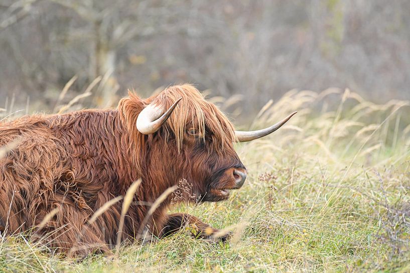 Un highlander qui fait froid dans le dos par Shirley Douwstra