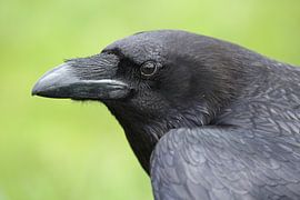 Portrait d'un corbeau