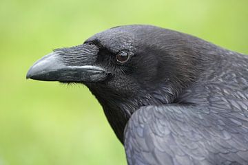 Raaf (Corvus corax) van Ronald Pol