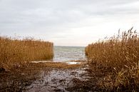 Die Ostsee in Litauen zwischen den Schilfgürteln gesehen von Julian Buijzen Miniaturansicht