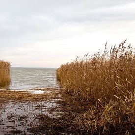 The Baltic Sea in Lithuania seen between the reeds by Julian Buijzen