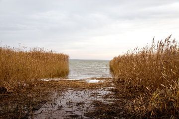 Die Ostsee in Litauen zwischen den Schilfgürteln gesehen