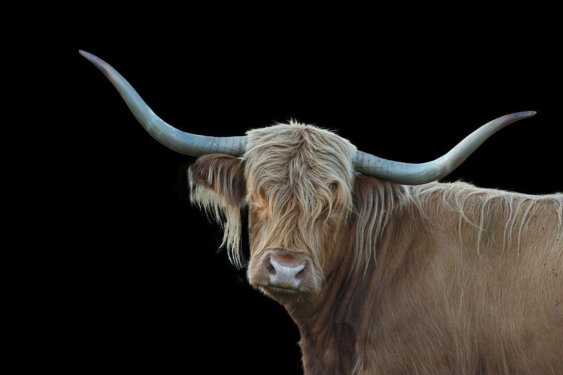Scottish Highlander by Menno Schaefer