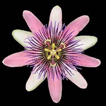 Passiflora van Paul Heijmink