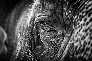 The soul of the elephant (black and white) by Joey Ploch