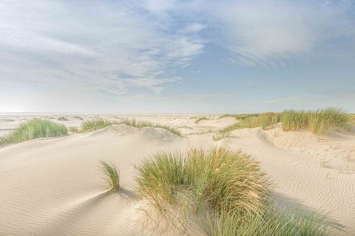 Blonde dunes Texel Hors