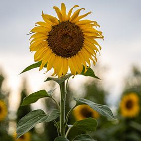 Sonnenblumen auf dem Feld von Paul Lagendijk