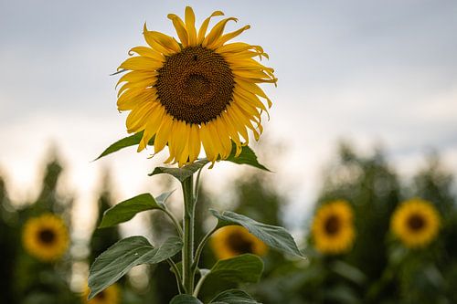 Sonnenblumen auf dem Feld
