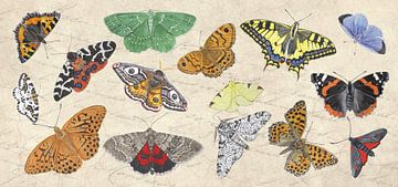 Butterflies and moth by Jasper de Ruiter