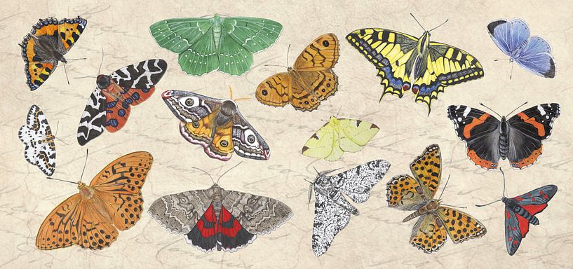 Butterflies and moth by Jasper de Ruiter