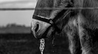 Cheval qui boit