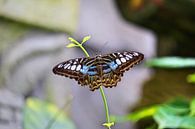 Butterfly by Jop Fotografie thumbnail