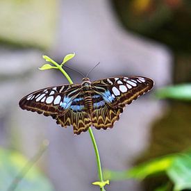  Schmetterling von Jop Fotografie