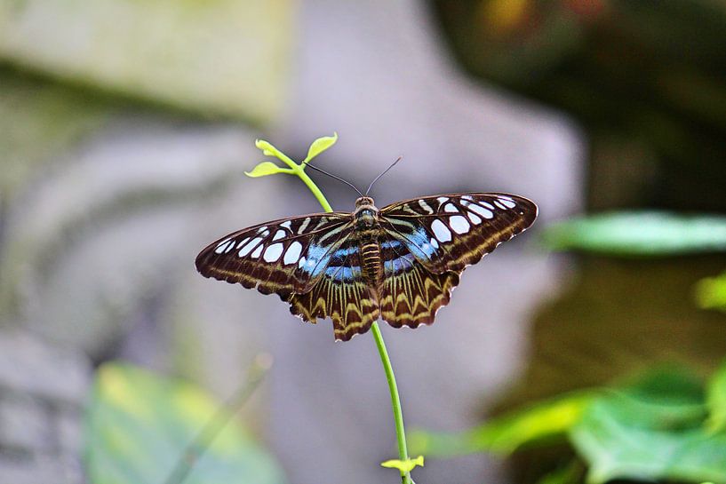 Butterfly by Jop Fotografie