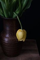Lonely yellow tulip