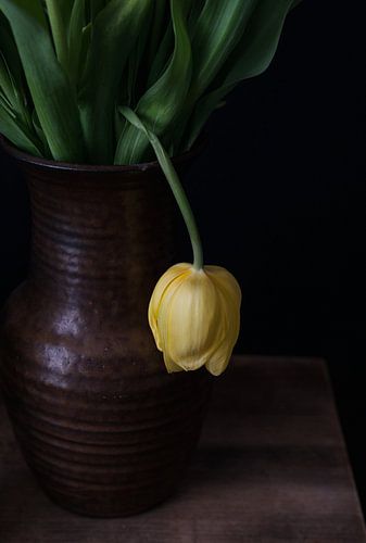 Eenzame gele tulp