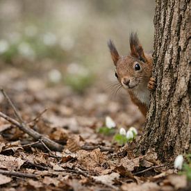 Eichhörnchen im Frühlingswald von Christina Bauer Photos