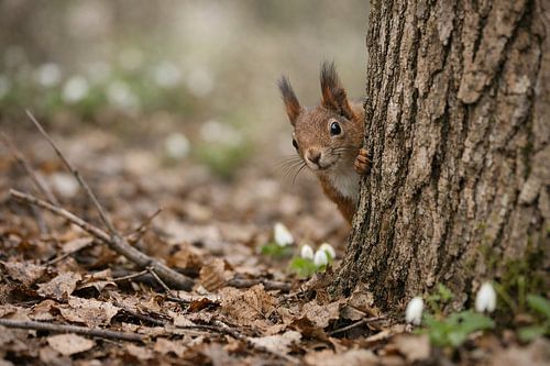Écureuils dans la forêt au printemps