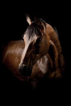 Schwarzfoto Kopf Pferd von Ellen Van Loon