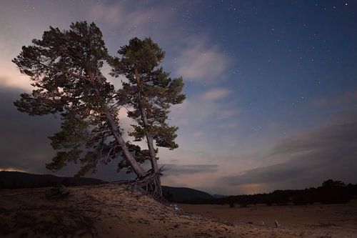 Cloudy starry twilight si old pine tree on the sand in the siberian taiga near baikal