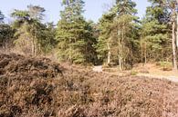 Paadje in bos bij Lage Vuursche van Jaap Mulder thumbnail