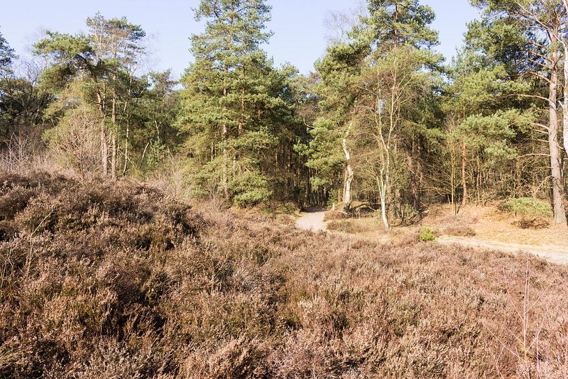 Paadje in bos bij Lage Vuursche van Jaap Mulder