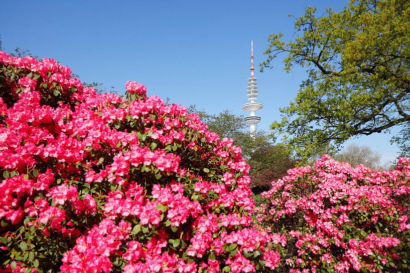 Japanese garden with television tower and rhododendron blossom, Hamburg, Germany, Europe i by Torsten Krüger