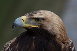 Oiseaux de proie sur Martijn Grimme