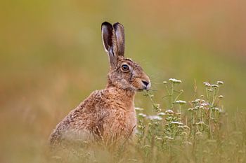 Feldhase (Lepus europaeus) sitzt auf einer grünen wiese und frisst Kräuter am frühen morgen